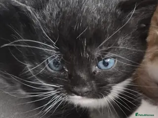 Mixed Breed cats Beautiful kittens, I have both parents - Advert 13