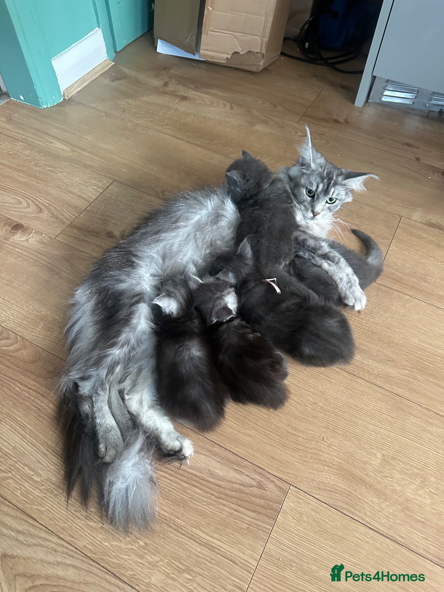 Maine Coon cats for sale: 5 beautiful Maine coon kittens - Advert 14