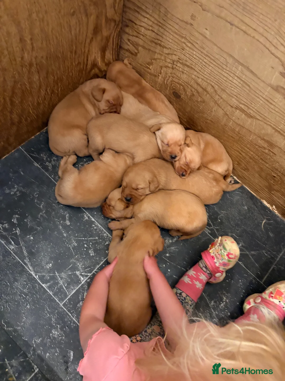 Labrador Retriever dogs for sale: Stocky Fox red labs  - Advert 2