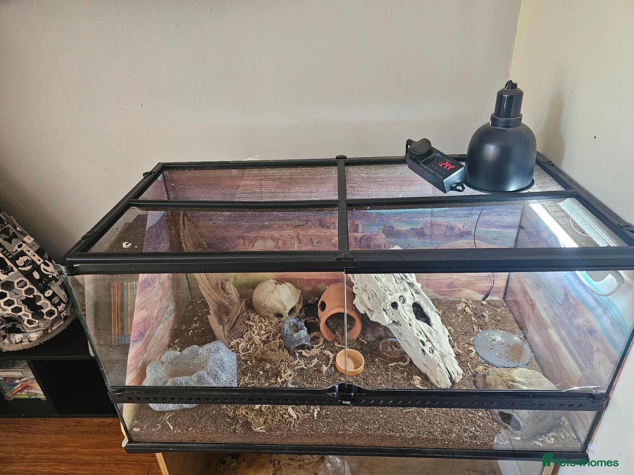 Leopard Gecko reptiles Sweet timid Leopard gecko and vivarium - Advert 2