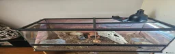 Leopard Gecko reptiles for sale: Sweet timid Leopard gecko and vivarium in Helston - Advert 2