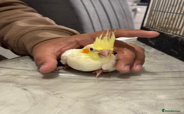 Cockatiels birds - Advert 2