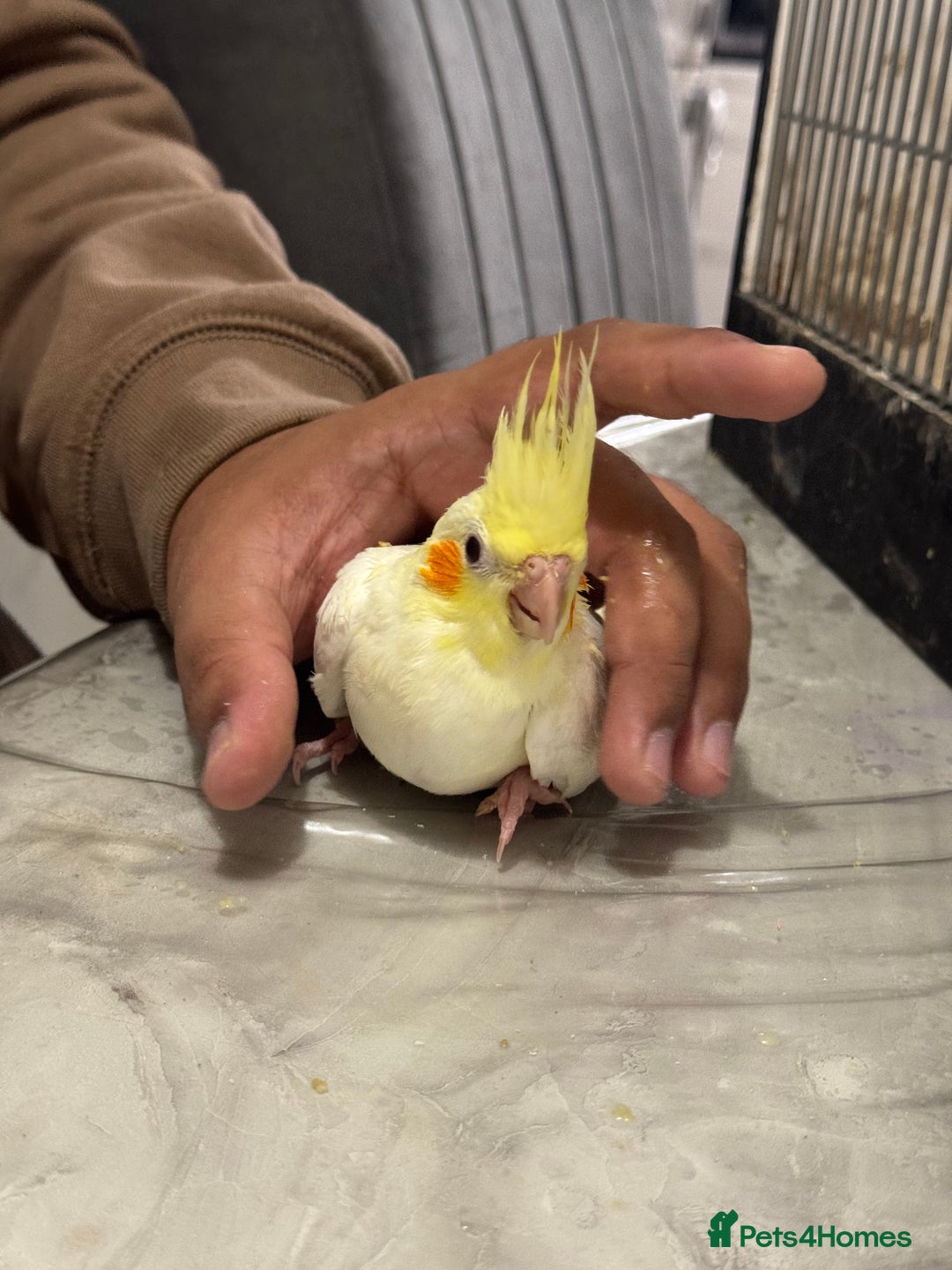 Cockatiels birds for sale: Baby cocktail - Image 1