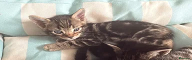 Tabby 1