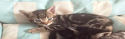 Mixed Breed cats for sale: Gorgeous male kittens  - Advert 8