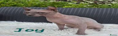 Sphynx 5