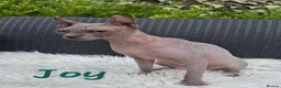 Sphynx cats for sale: Sphynx /Elf kittens Ready Now - Advert 9