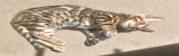 Bengal cats for sale: Cuddly and beautiful pedigree bengal kittens - Advert 19