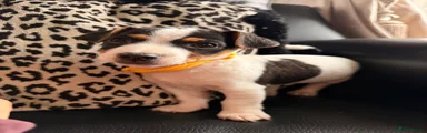 Jack Russell 2