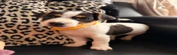 Jack Russell dogs for sale: Jack Russell Puppies  - Advert 10