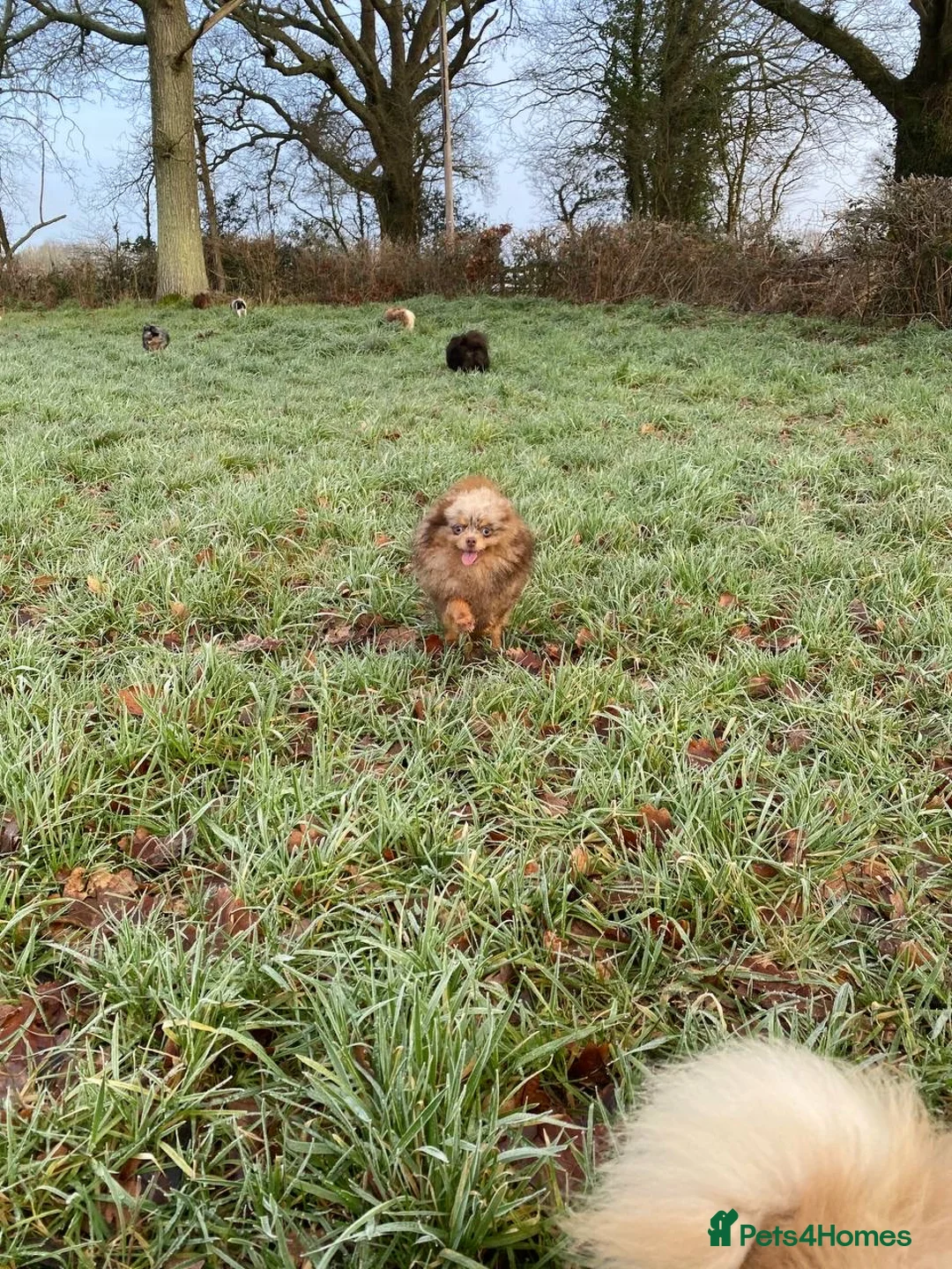 Pomeranian dogs for stud: STUD Chocolate and Tan Merle Blue Eyes Puppy Size in Guildford - Advert 11