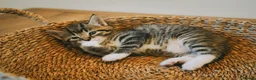 Mixed Breed cats for sale: Beautiful kittens looking for loving homes 🐾 - Advert 15