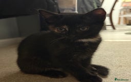 RagaMuffin cats for sale: Ragamuffin kittens  - Image 12