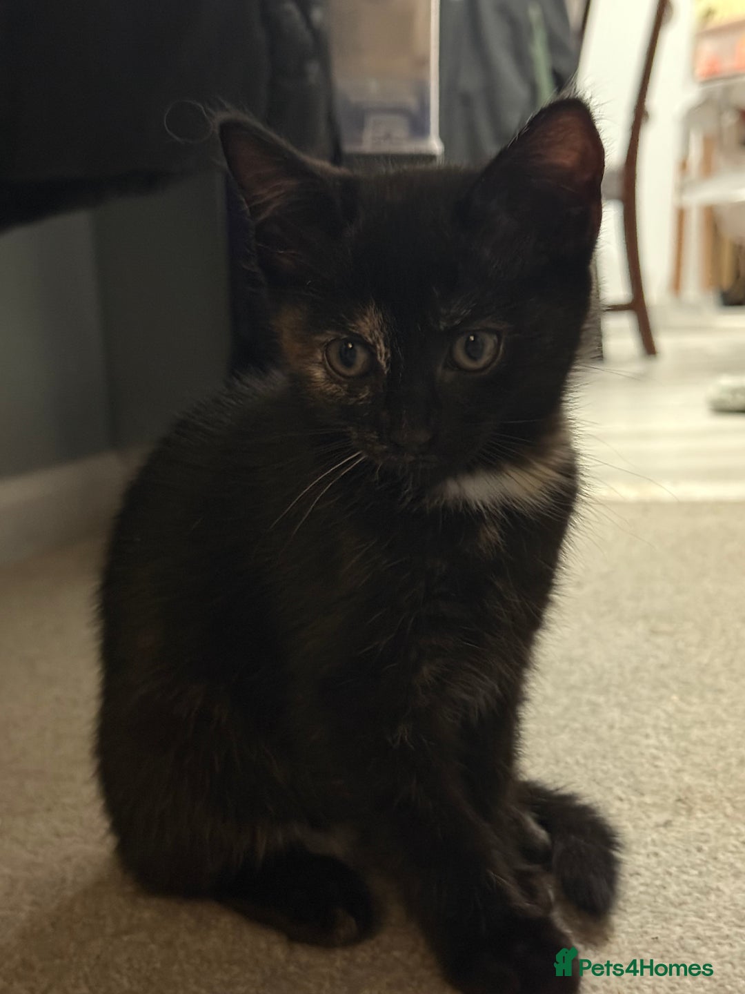 RagaMuffin cats for sale: Ragamuffin kittens  - Image 12