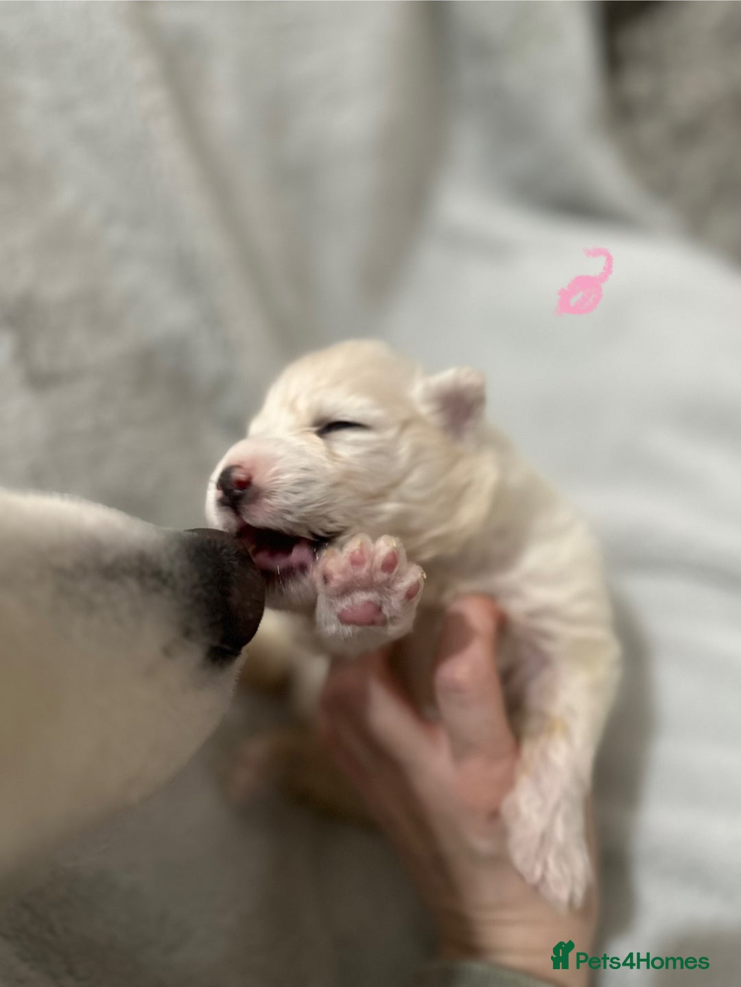 Samoyed dogs for sale: Adorable Samoyed Puppies for Sale!  - Advert 29