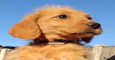 Labradoodle dogs - Advert 1