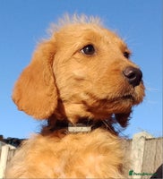 Labradoodle dogs - Advert 1