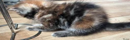Mixed Breed cats for sale: Beautiful Tabby Kittens - Advert 5