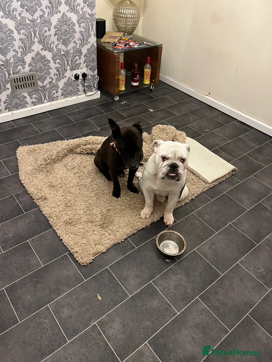 English Bulldog dogs for sale: Reluctant sale following husbands death in Ryde - Advert 2