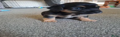 Mixed Breed Puppy 1