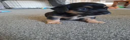 Mixed Breed dogs for sale: Beautiful black, tan and white pups - Advert 2