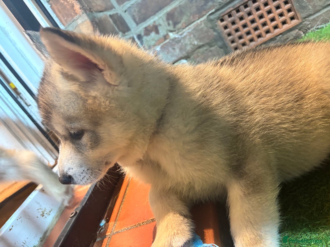 Utonagan dogs for sale: 8 Huskey malamutes  - Image 25