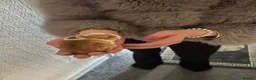 Mixed Breed rabbits for sale: Mixed bred baby bunnies  - Advert 1
