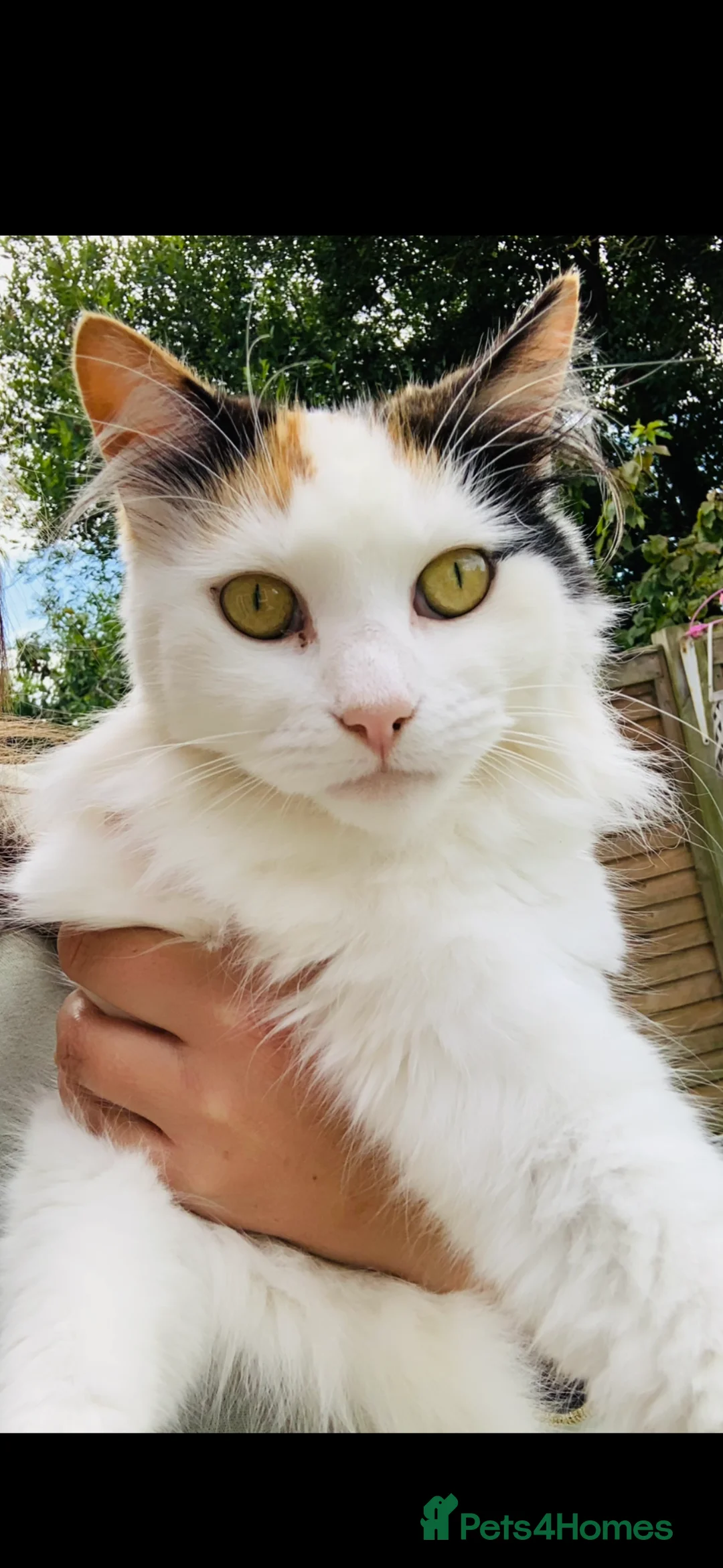 Mixed Breed cats for sale: Two cats for sale  - Advert 1