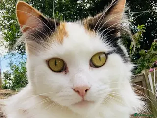 Mixed Breed cats Two cats for sale - Advert 1