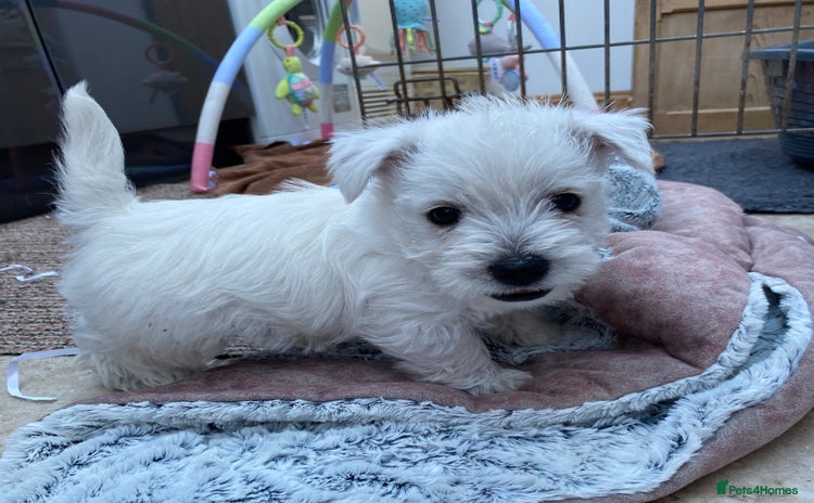 West Highland Terrier dogs for sale - Advert 2