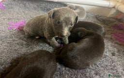 Whippet dogs for sale: Bedlington/Whippet Puppies - Advert 10