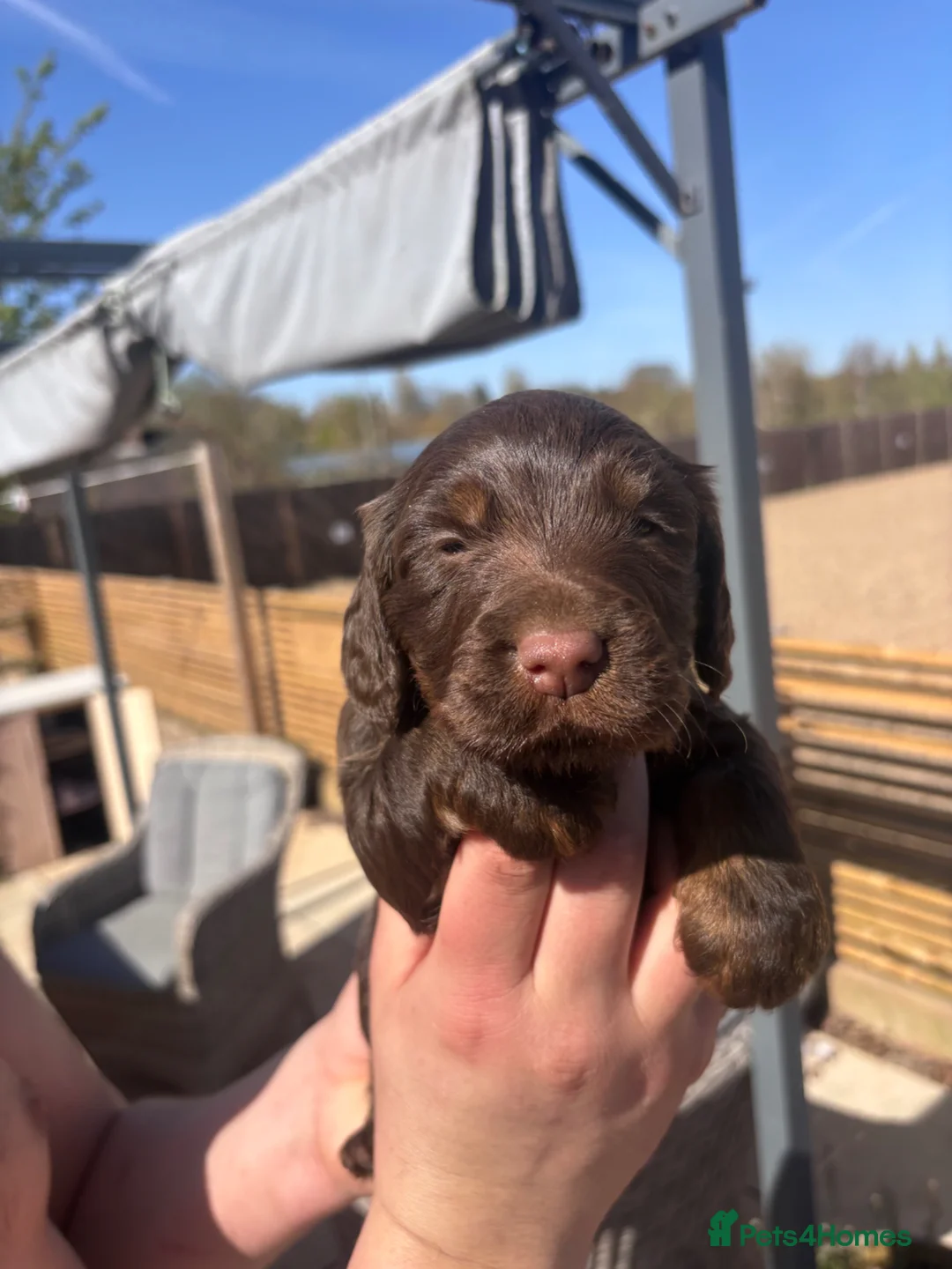 Cocker Spaniel dogs for sale: Beautiful working cocker pups in Dartford - Advert 5