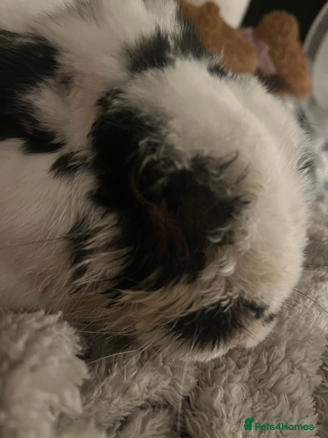 Mixed Breed rabbits for sale: Male rabbit thumper for rehoming - Advert 3