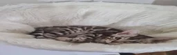 Bengal cats for sale: Stunning Silver TICA reg kitten - Advert 9