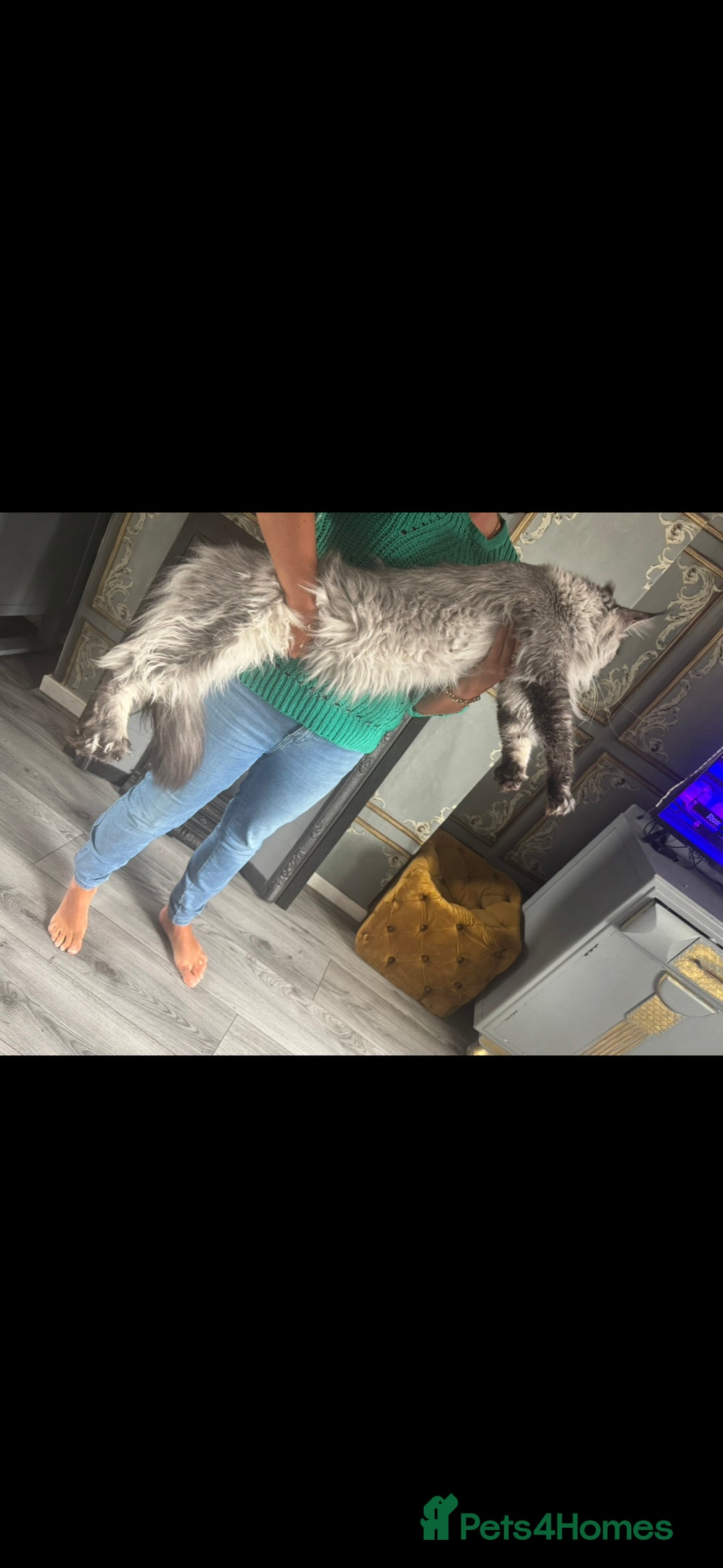 Maine Coon cats for sale: Giant mainecoons🎃 - Image 6
