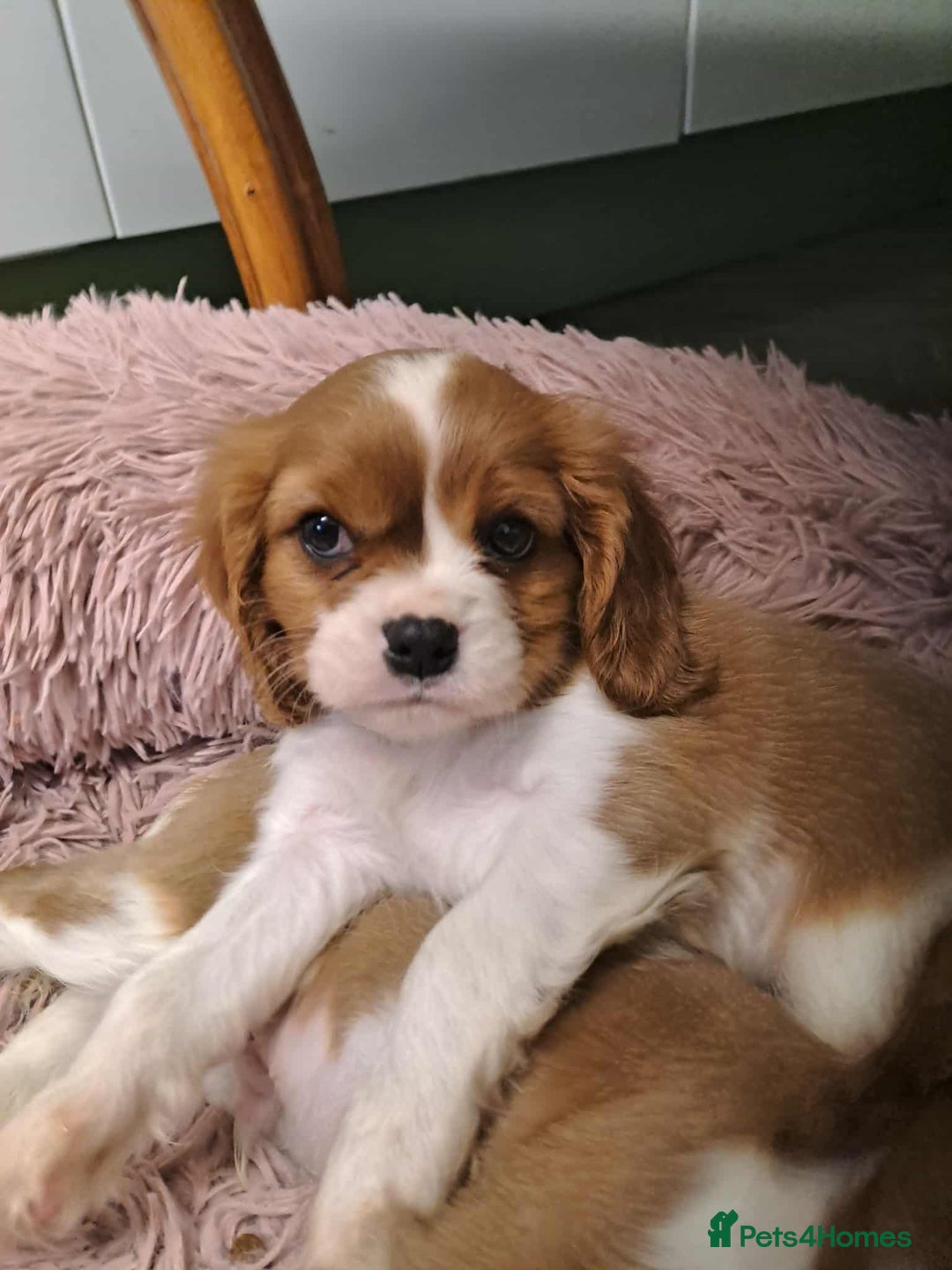 Cavalier King Charles Spaniel dogs for sale: King Charles cavalier 1 boy left!  - Image 17