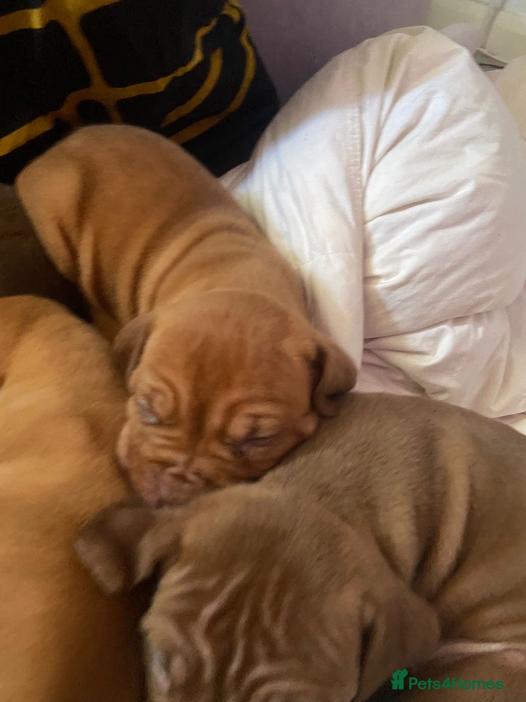 Mixed Breed dogs for sale: Dogue de bordeaux x staff puppies  - Advert 8