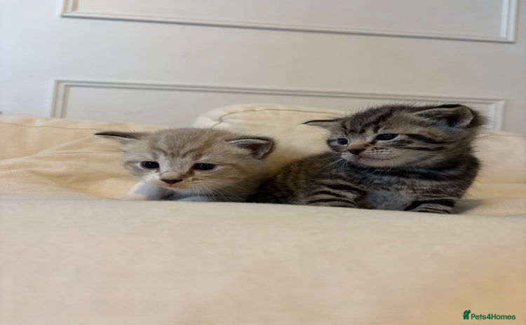 Mixed Breed cats - Advert 10