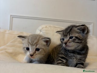 Mixed Breed cats - Advert 14