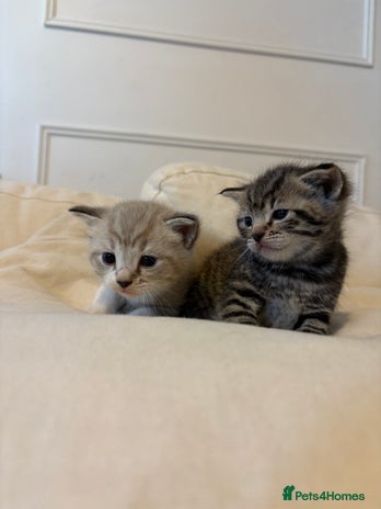 Mixed Breed cats - Advert 2