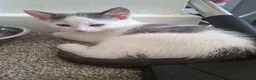 Mixed Breed cats for sale: Beautiful kittens  - Advert 8