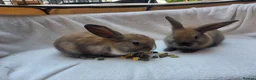 Mixed Breed rabbits for sale: 2 Boy Rabbits in Bungay - Advert 3