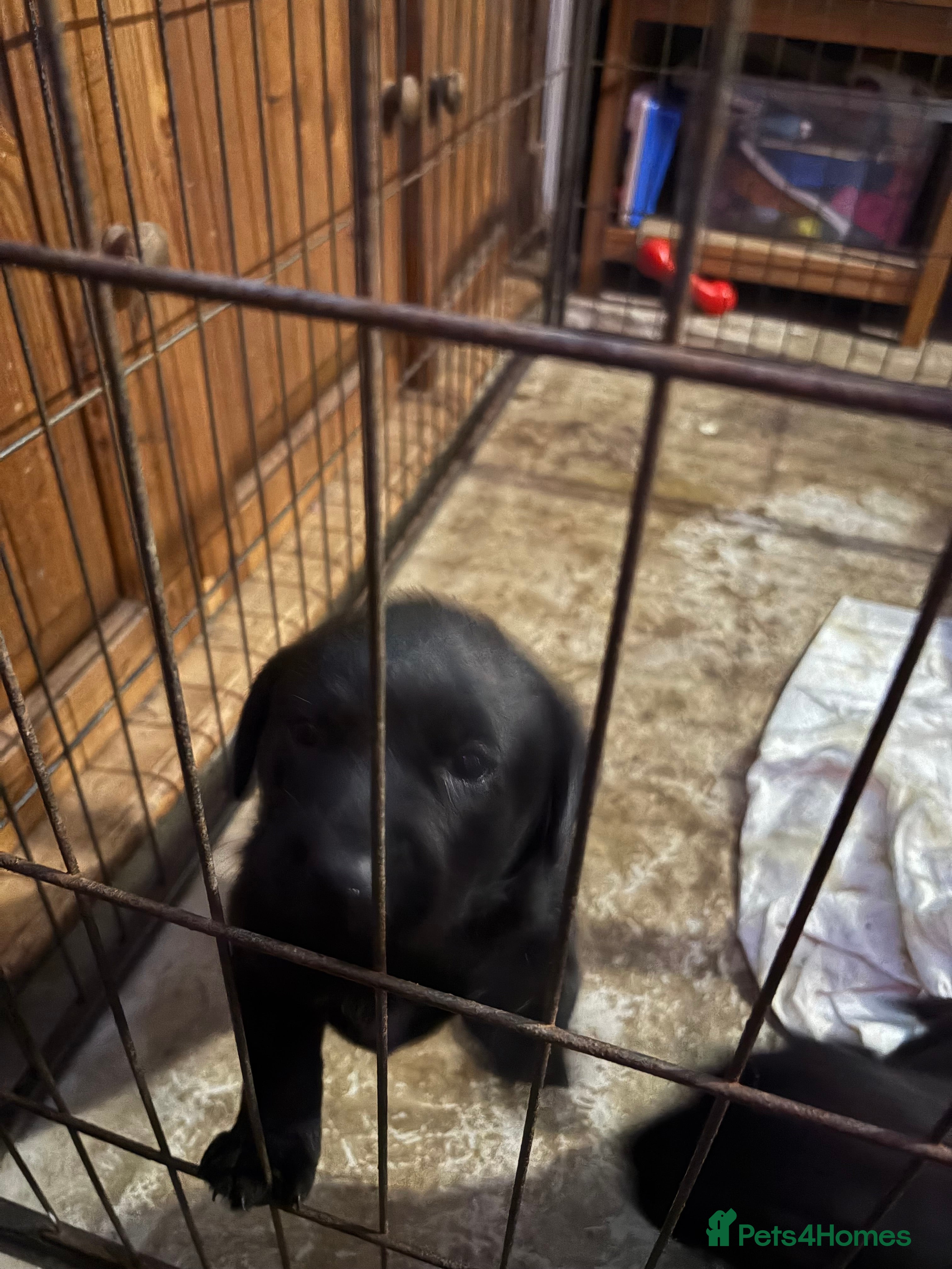 Labrador Retriever dogs Labrador girl’s ready now  - Advert 4