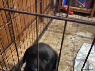 Labrador Retriever dogs Labrador girl’s ready now - Advert 1