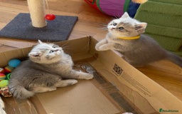 British Shorthair cats for sale: 3 GCCF British Shorthair Kittens– Champion Lines - Image 8