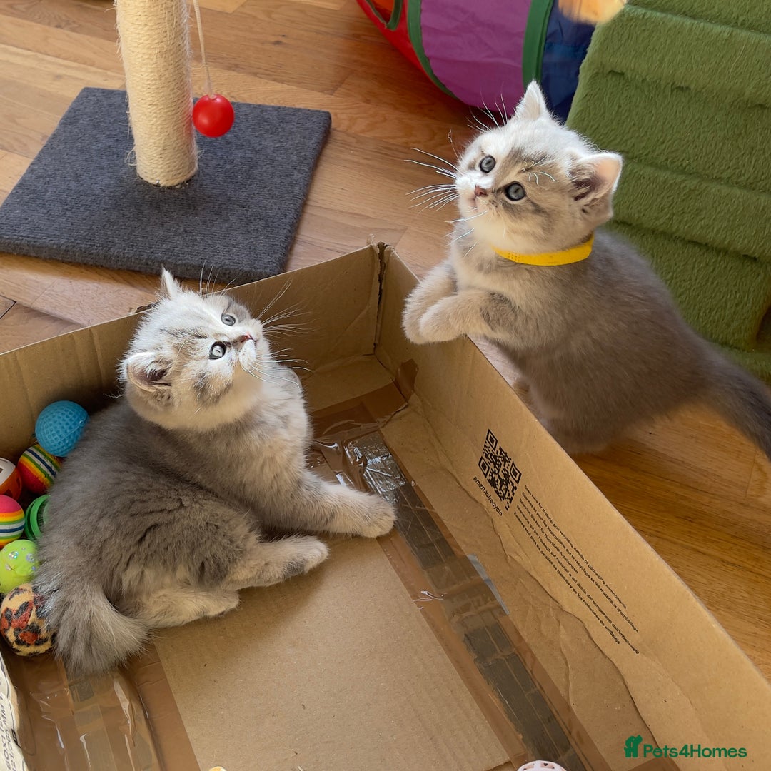 British Shorthair cats for sale: 3 GCCF British Shorthair Kittens– Champion Lines - Image 8