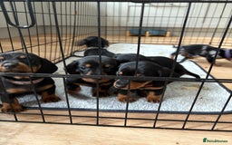 Miniature Dachshund dogs for sale: Black and brown miniature dachshund  - Image 1