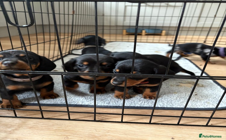Miniature Dachshund dogs - Advert 10