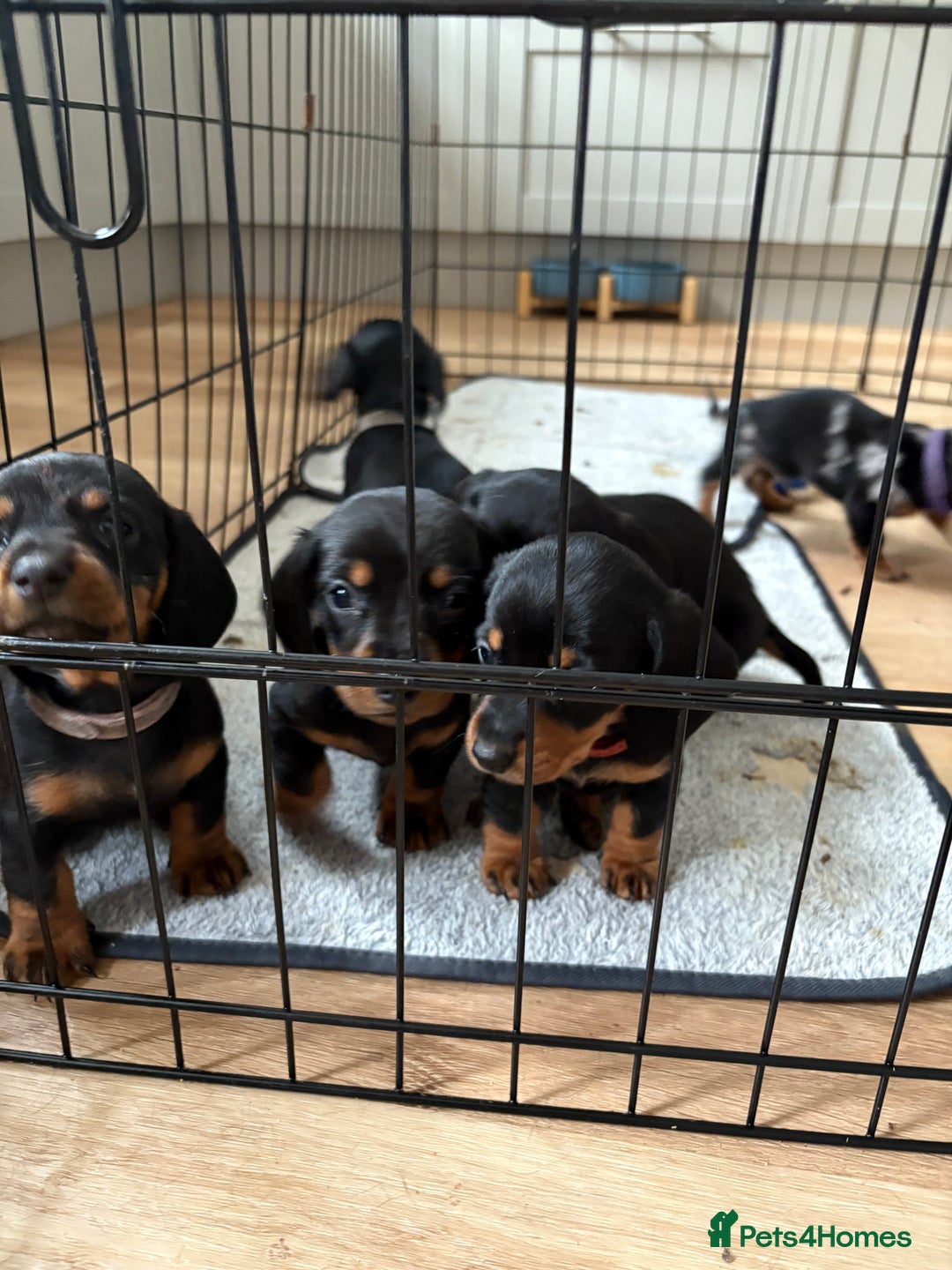 Miniature Dachshund dogs for sale: Black and brown miniature dachshund  - Image 1