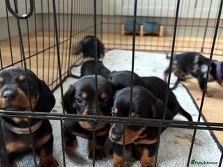 Miniature Dachshund dogs - Advert 32